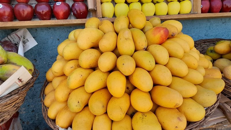 أسعار المانجو اليوم