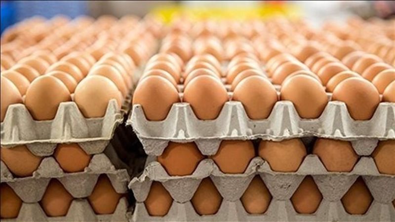 سعر كرتونة البيض
