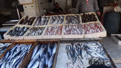 أسعار السمك اليوم، ارتفاع مفاجئ في قشر البياض 20 جنيها وانخفاض المكرونة 10 جنيهات