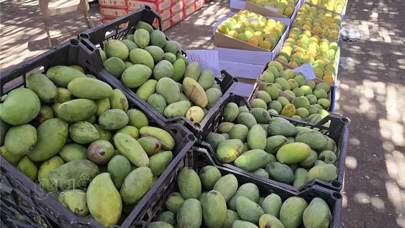 أسعار المانجو اليوم