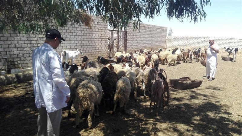 قافلة بيطرية، فيتو
