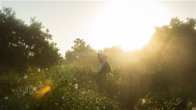 حصاد الياسمين.. رحلة الفجر التي تصنع أفخم عطور العالم.. أهالي شبرا بلولة بالغربية يكشفون سر القطف اليدوي للزهور قبل شروق الشمس.. وتغير المناخ وارتفاع تكاليف الزراعة “أبرز التحديات” (صور)