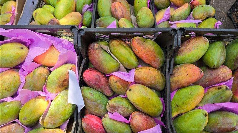 أسعار المانجو اليوم