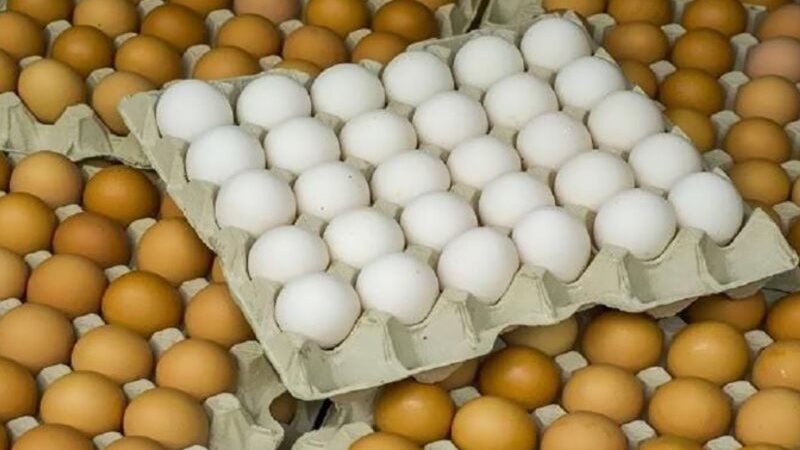 سعر كرتونة البيض