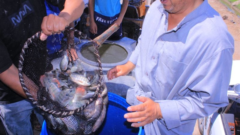 تنفيذ مشروع الاستزراع