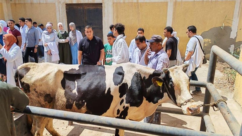 الخدمات البيطرية