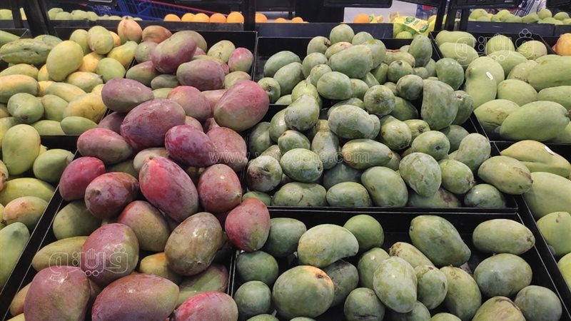 أسعار المانجو اليوم