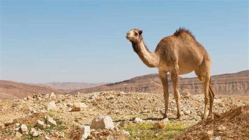 تفسير رؤية الجمل
