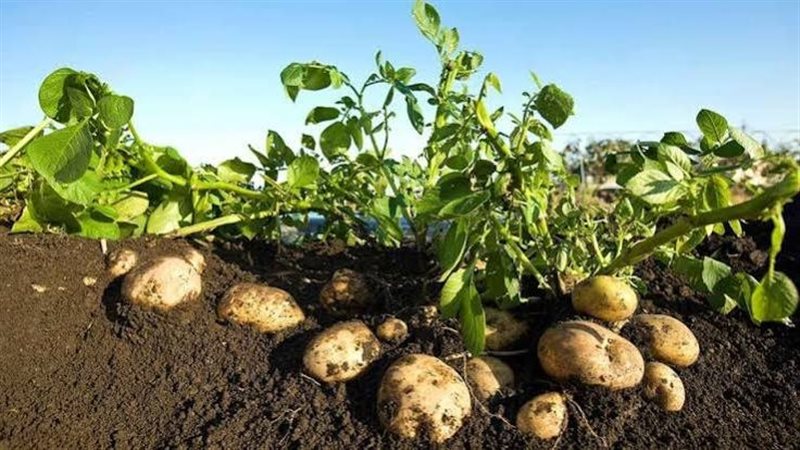 تقاوي البطاطس، فيتو