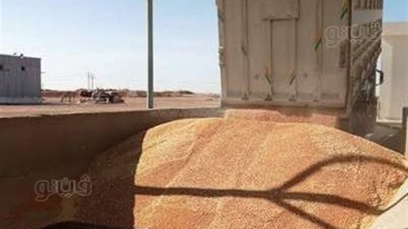 توريد القمح فى اسوان