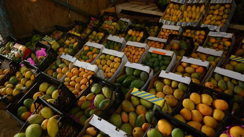 أسعار المانجو اليوم