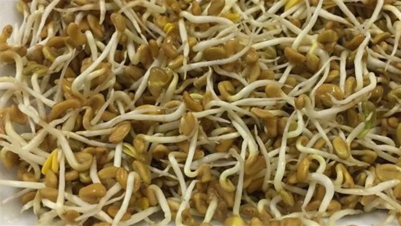 الحلبة المنبتة 
