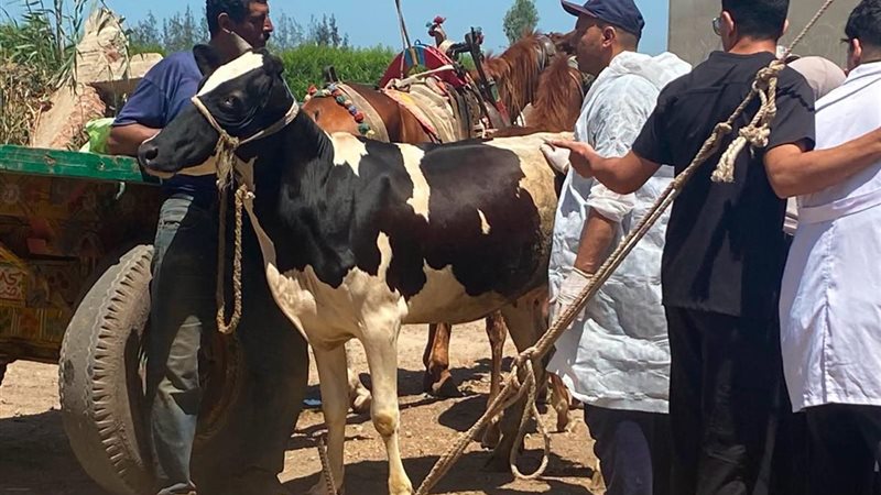 حماية الثروة الحيوانية