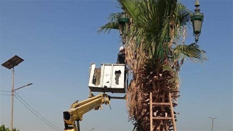 أعمال تهذيب الأشجار