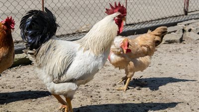 ارتفاع البلدي 11 جنيها في يومين، سعر الفراخ اليوم الأحد 23 أغسطس 2026