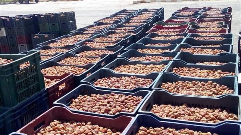بلح الوادي الجديد،
