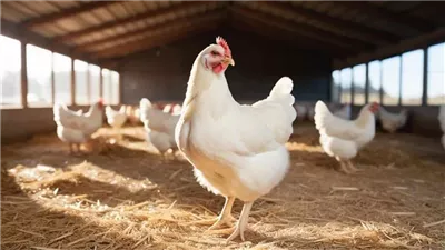  ارتفاع البيضاء وانخفاض البلدي، سعر الفراخ اليوم الأربعاء 26 أغسطس 2026