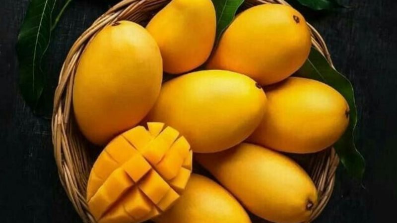 المانجو، فيتو