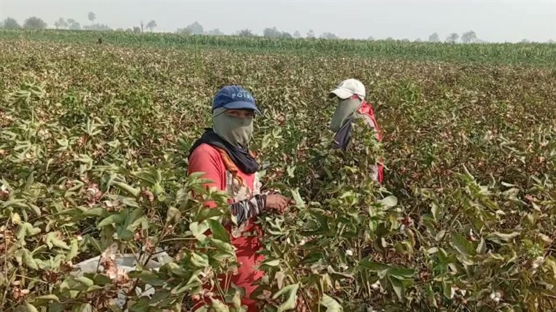 بدء موسم جني القطن