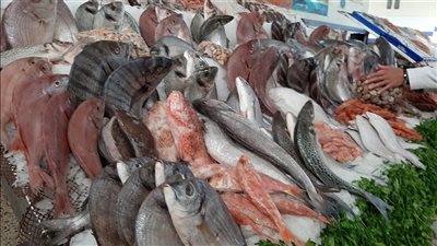 أسعار السمك اليوم، هزة تضرب البلطي وارتفاع المكرونة والبوري 10 جنيهات وقفزة في الجمبري