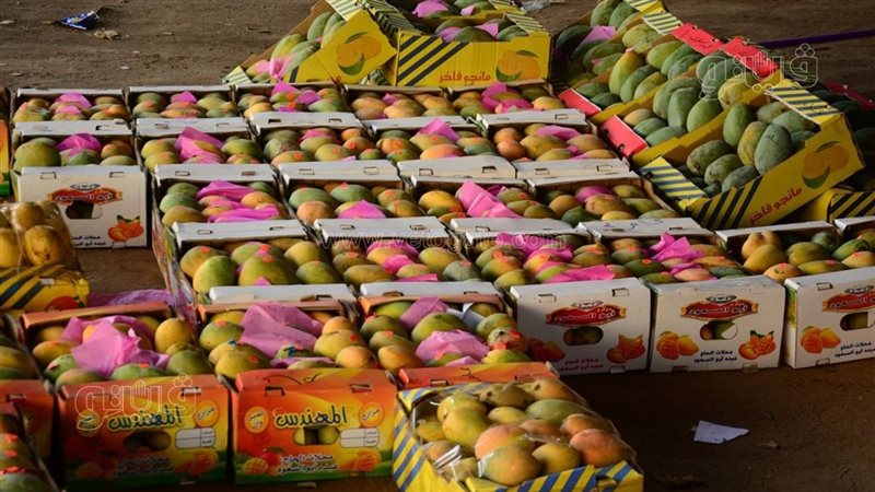 أسعار المانجو اليوم