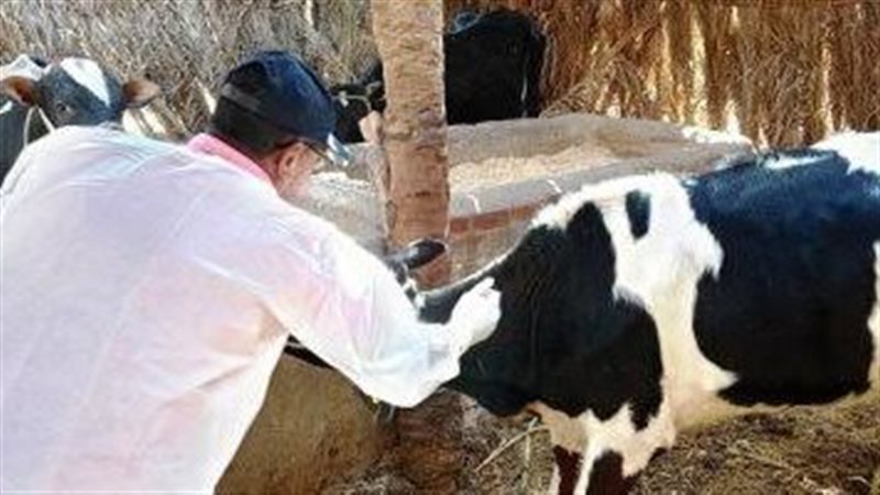 تحصين الماشية