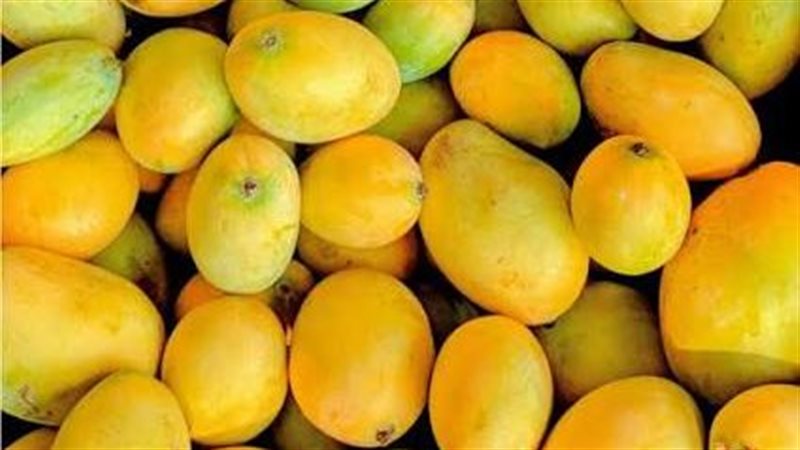 تفسير رؤية المانجو