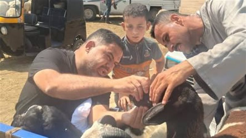 تحصين الماشية بمحافظة