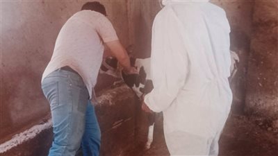 تحصين 43 ألفًا و523 رأس ماشية في أول أيام الحملة القومية الثانية بالبحيرة 
