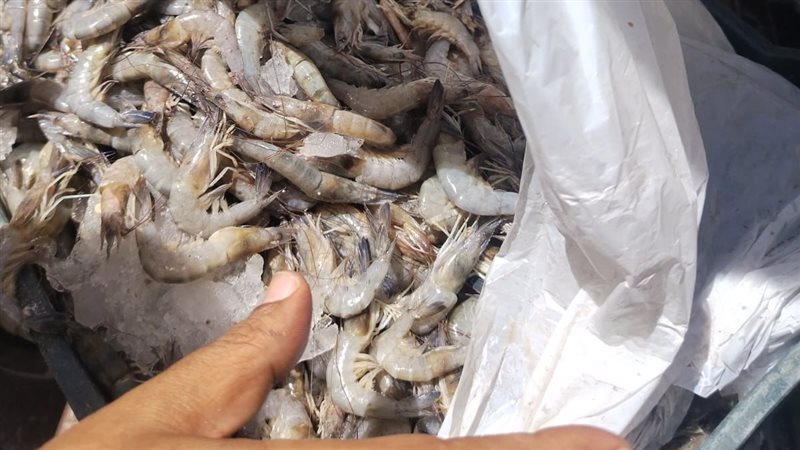 مضبوطات، فيتو