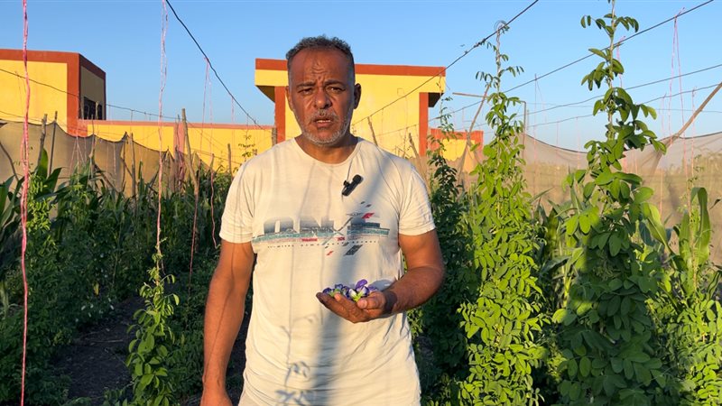 زراعة الشاي الأزرق