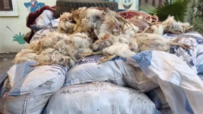 التحفظ علي 700 كيلو فراخ نافقة قبل بيعها لمحلات الوجبات السريعة بالفيوم