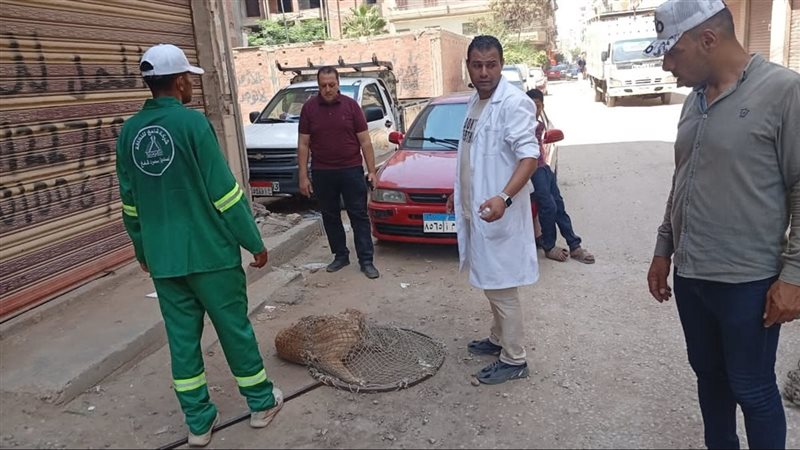 حملات مكثفة علي الكلاب
