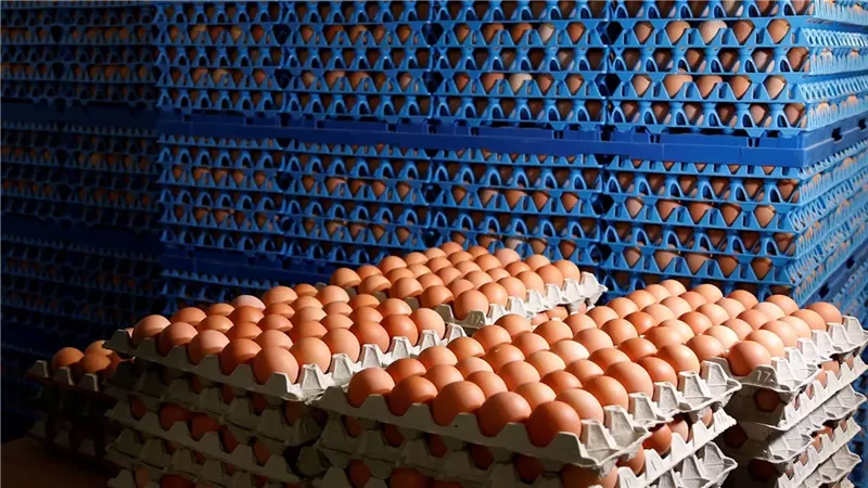 سعر كرتونة البيض