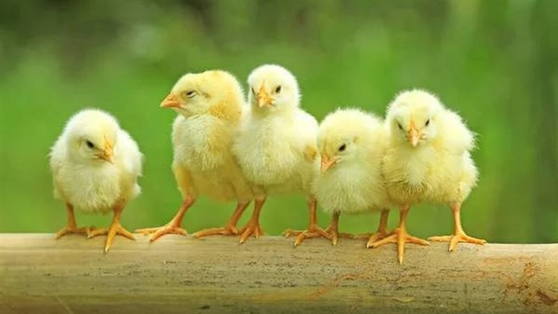 أسعار الكتكوت اليوم
