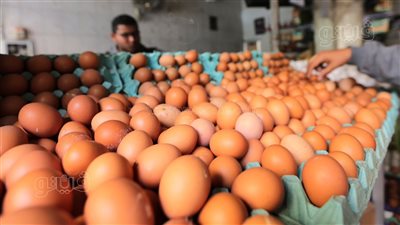 سعر كرتونة البيض اليوم الإثنين في بورصة الدواجن