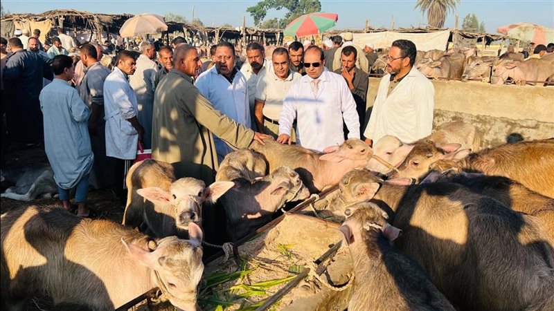 تحصين ماشية في الدقهلية،