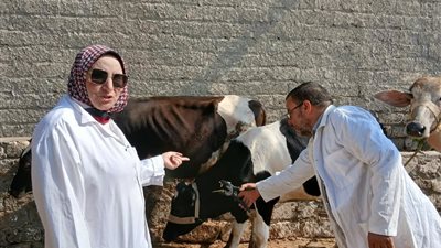 الزراعة تحصن أكثر من مليوني رأس ماشية ضد الحمى القلاعية والوادي المتصدع 