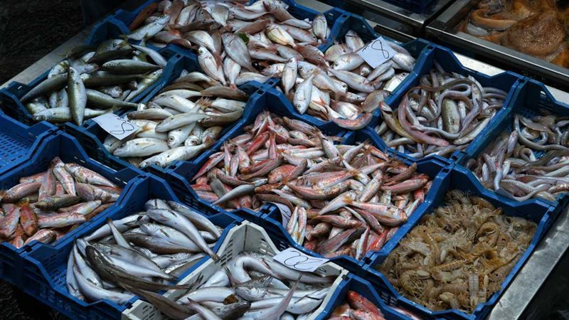  أسعار السمك اليوم، ارتفاع 6 أصناف منهم البلطي والبوري وانخفاض الجمبري 40 جنيها
