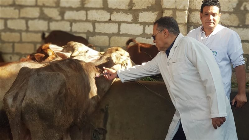 رعاية بيطرية