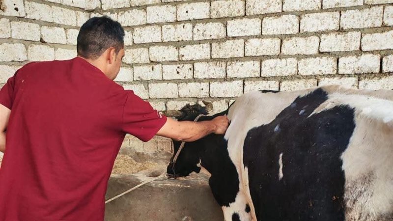 تحصين 41 ألف رأس