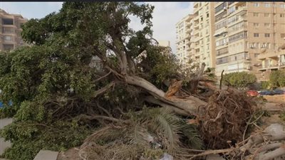 خبير ينصح بعدم زراعة أشجار التوت والفاكهة والزيتون في شوارع مصر