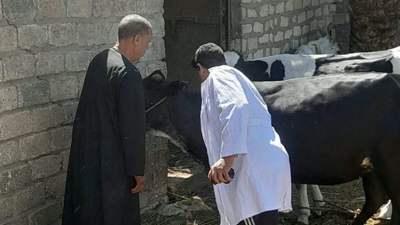حملة تحصين الماشية