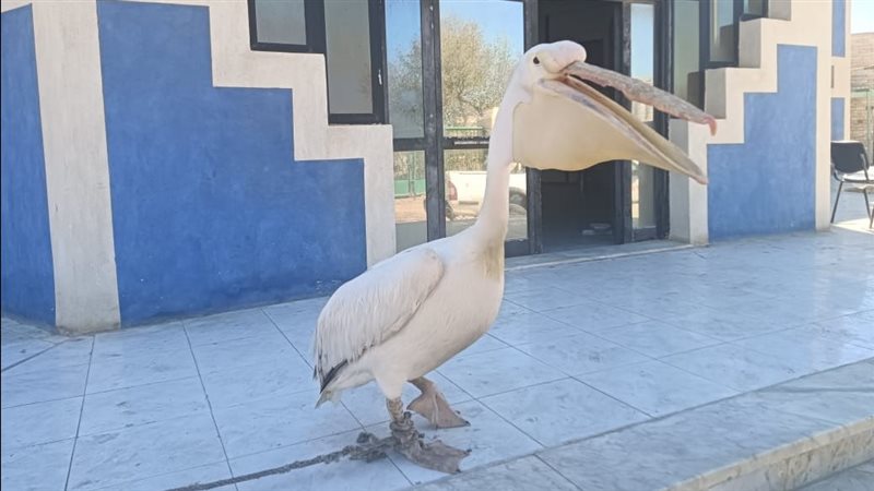 البجعة البيضاء 
