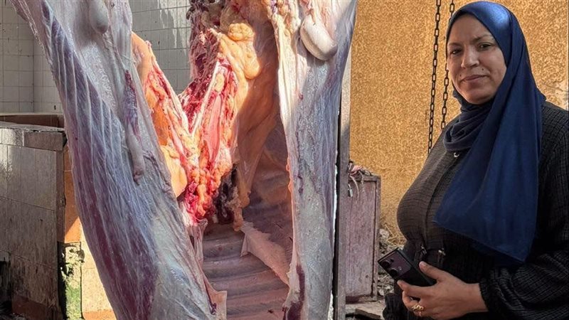 إعدام بقرة مصابة