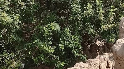 الزراعة تحسم مصير أشجار حديقة الأسماك بالزمالك (صور)