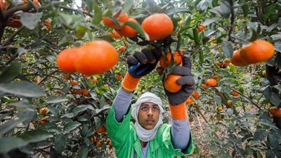العنب والفراولة بالمكسيك والليمون في أفغانستان، الصادرات الزراعية المصرية تغزو أسواق العالم