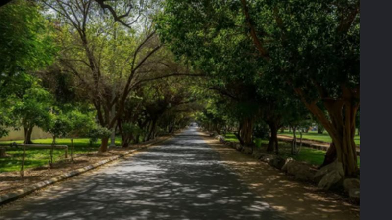 الأشجار المثمرة،