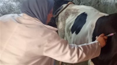 حملات بيطرية مكثفة للتحصين ضد الحمى القلاعية والوادي المتصدع بفاقوس شرقية  