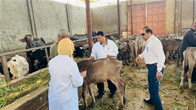 محافظ الدقهلية: تحصين 183 ألف رأس ماشية ضد الحمى القلاعية والوادي المتصدع